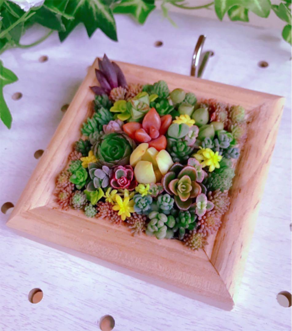 ★★壁掛け❤️★ちまちまキュンキュン★寄せ植え★このまま飾れます★多肉植物