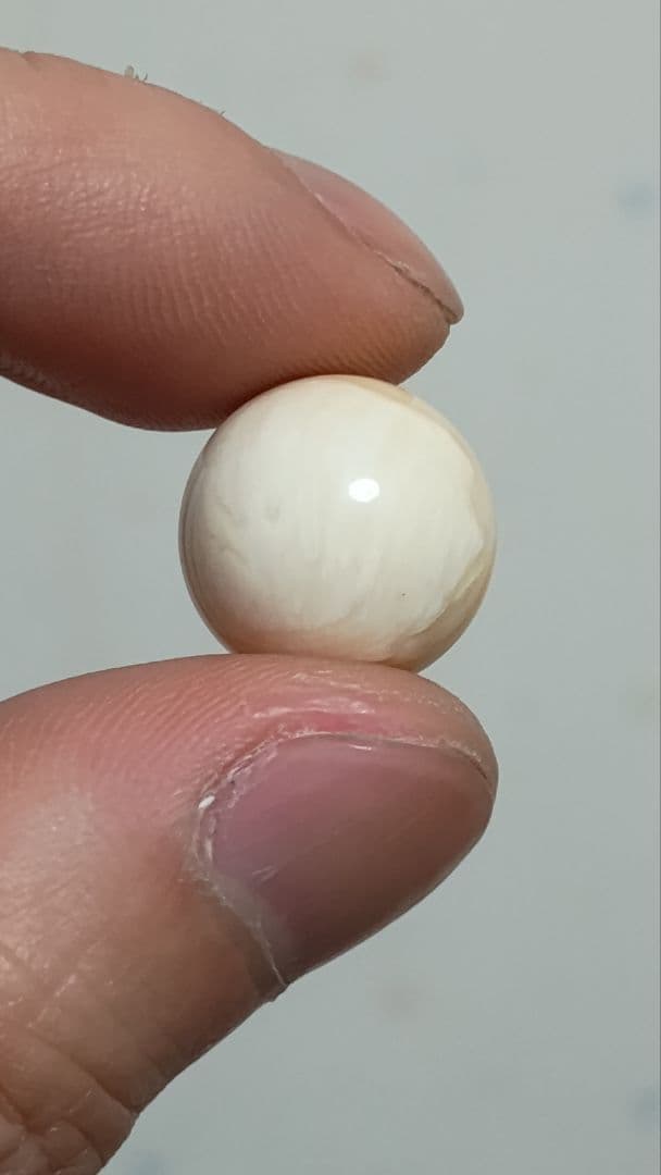 マッコウ鯨 牙玉 鯨歯玉 標本 緒締 根付 約14.5㎜