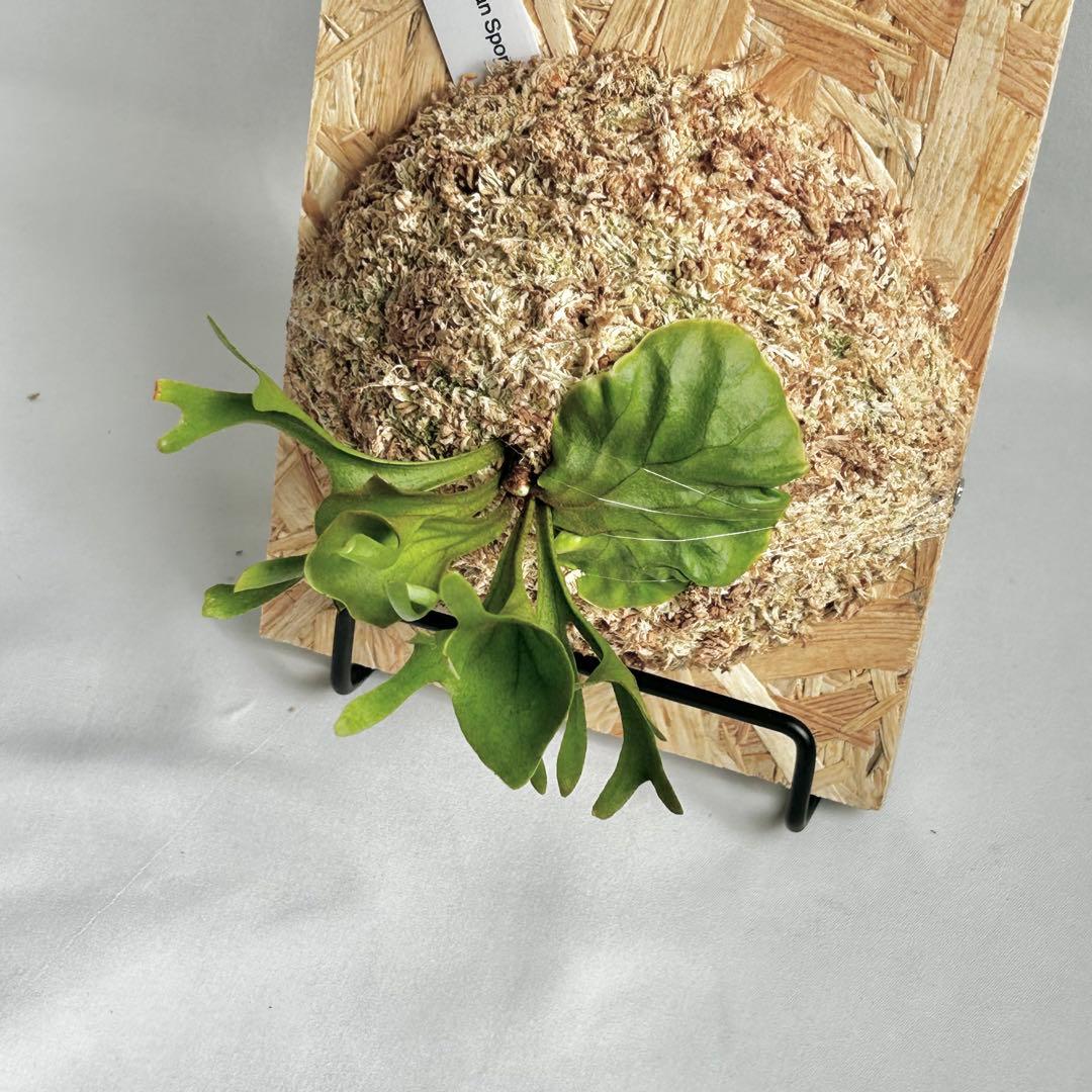 P. Ridleyi Saman Sporeling【4】