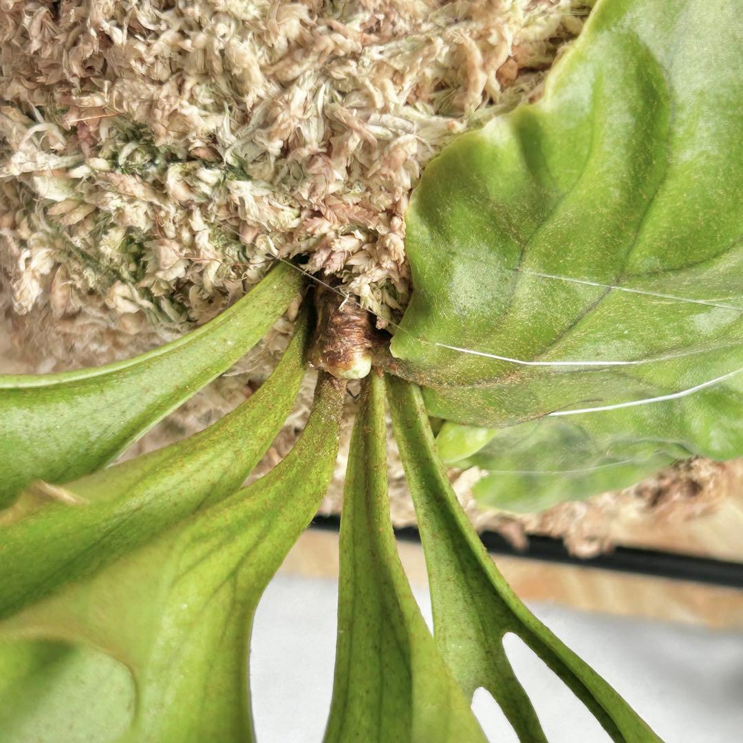 P. Ridleyi Saman Sporeling【4】