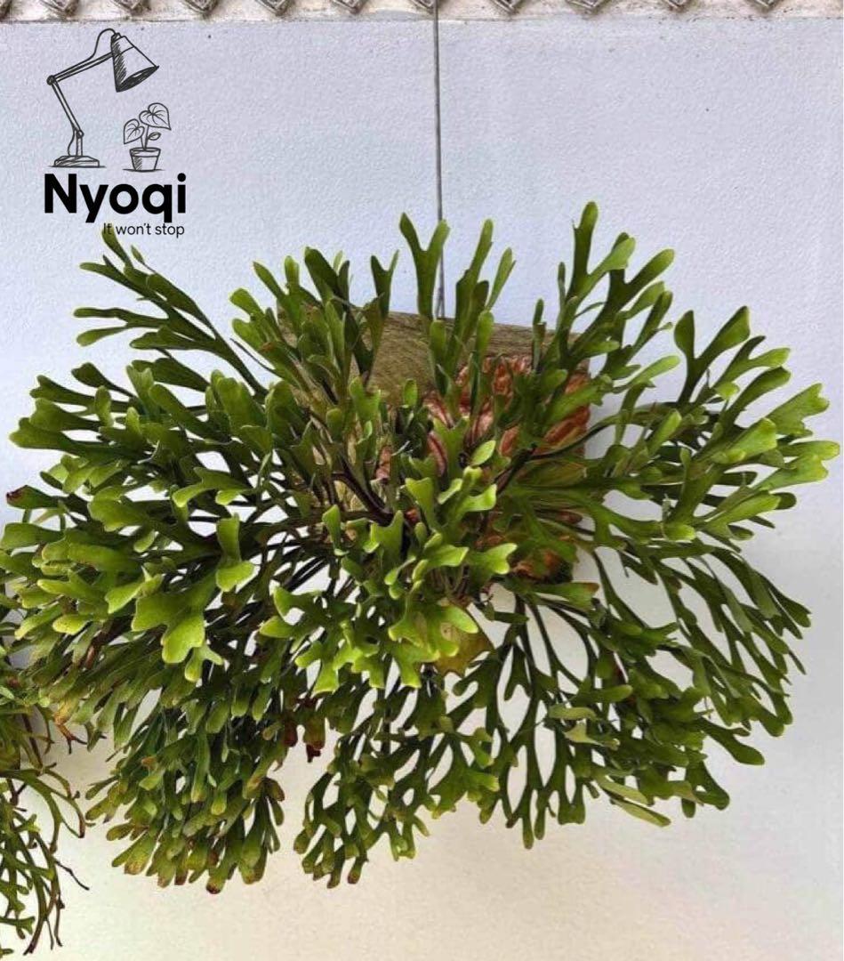 P. Ridleyi Saman Sporeling【4】