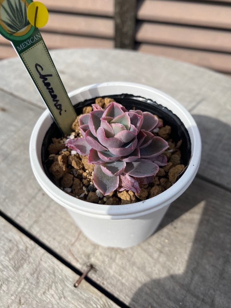 1 原種　チャザロイ　Chazaroi エケベリア 多肉植物