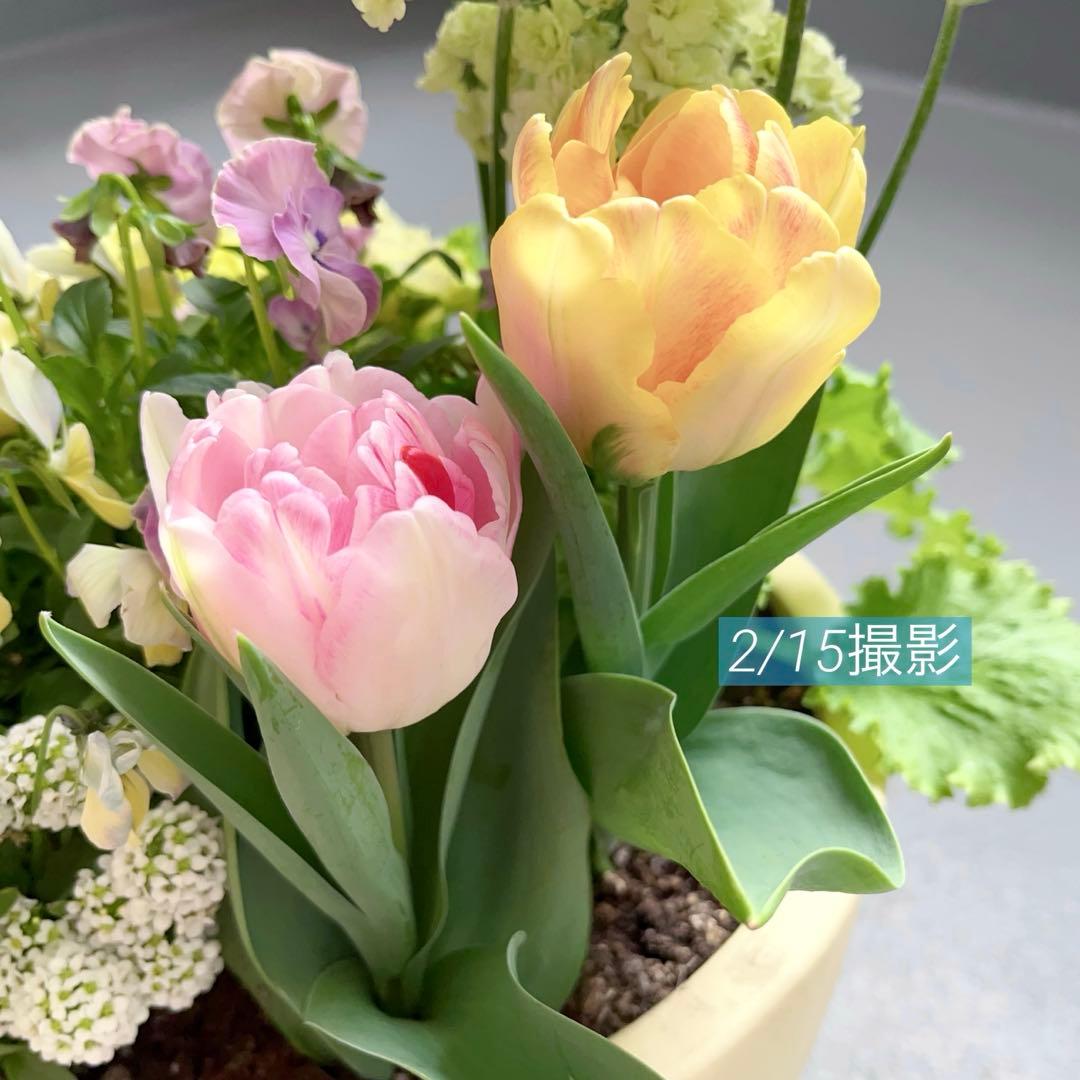 八重咲きチューリップ＊春色イエローの寄せ植え/テラコッタ鉢