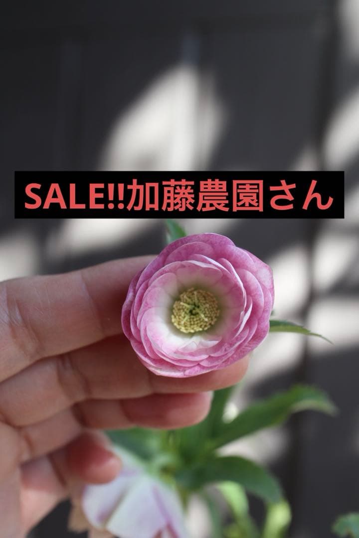 ♡SALE‼︎♡ 加藤農園　つぼみ残り1つ　ベビーピンク