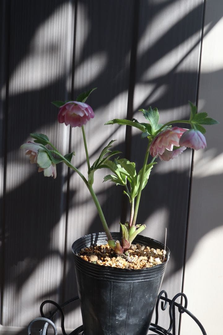 ♡SALE‼︎♡ 加藤農園　つぼみ残り1つ　ベビーピンク