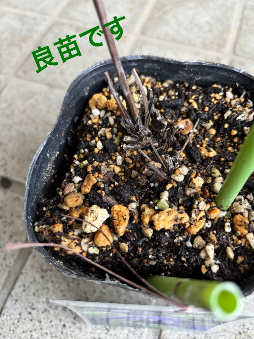 クレマチス　苗　パープルスパイダー　蔓　宿根草　希少　季節の花