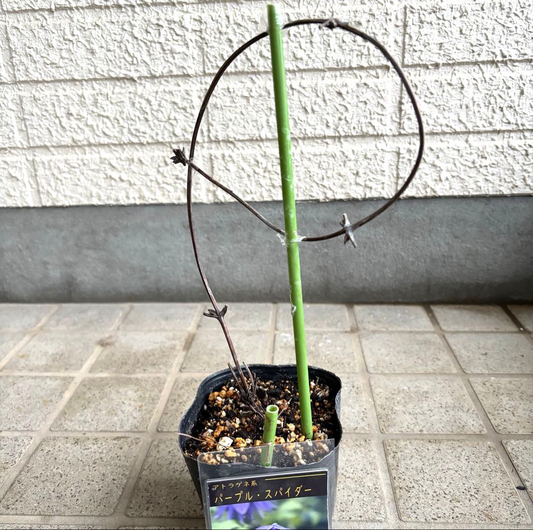 クレマチス　苗　パープルスパイダー　蔓　宿根草　希少　季節の花
