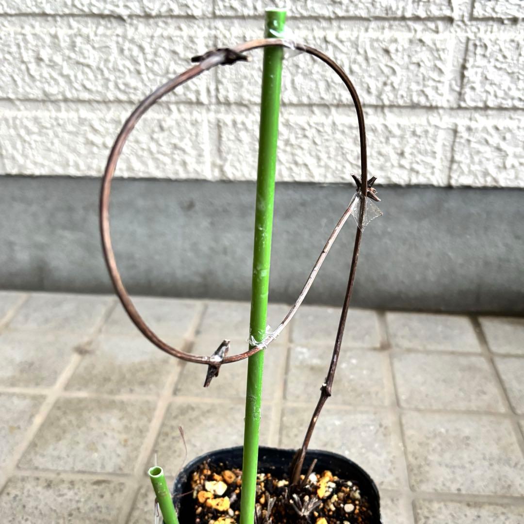 クレマチス　苗　パープルスパイダー　蔓　宿根草　希少　季節の花