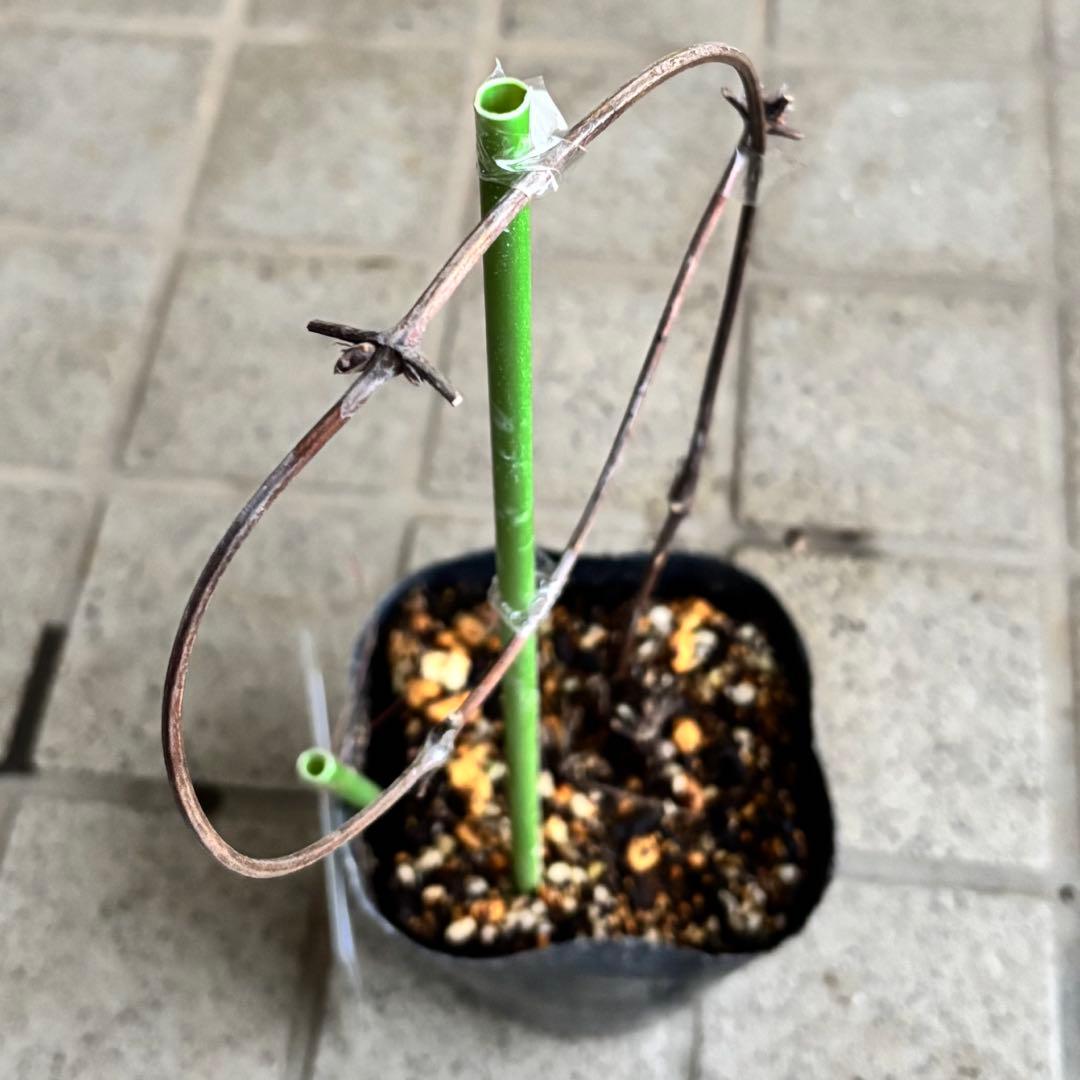 クレマチス　苗　パープルスパイダー　蔓　宿根草　希少　季節の花