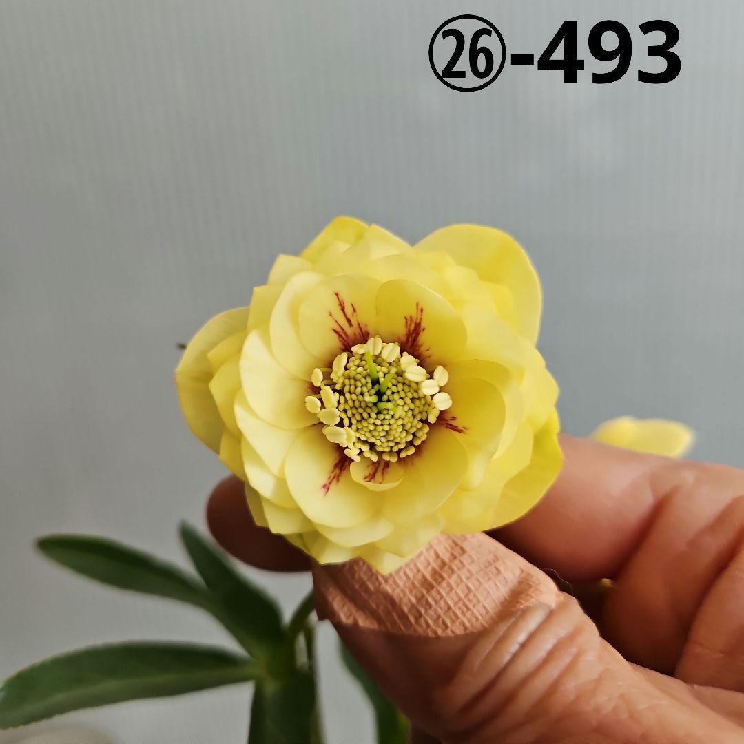 ㉖-493クリスマスローズ