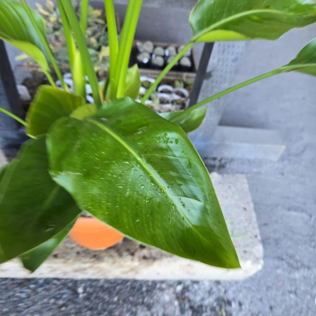 ④　ストレリチアオーガスタ　8号４株植え特大苗木最高等級極上品‼️　ランク上