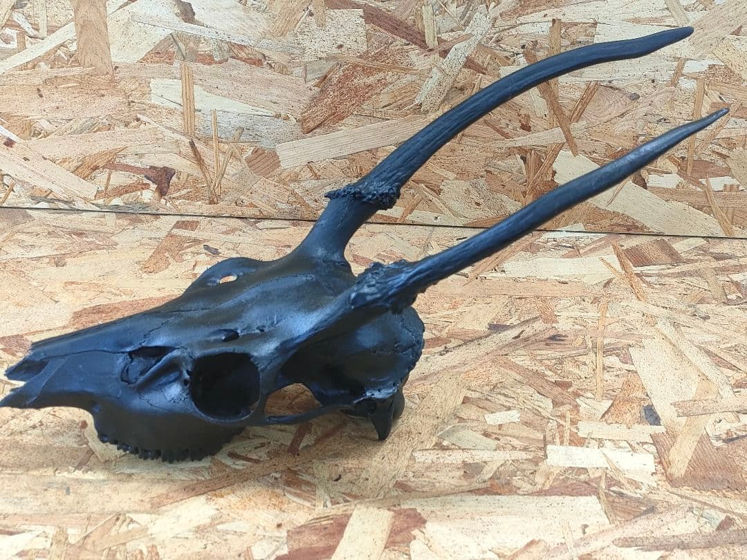 エゾ鹿(ニホンジカ)の頭蓋骨