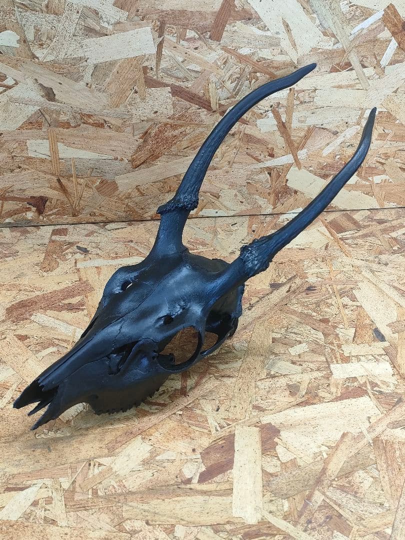 エゾ鹿(ニホンジカ)の頭蓋骨