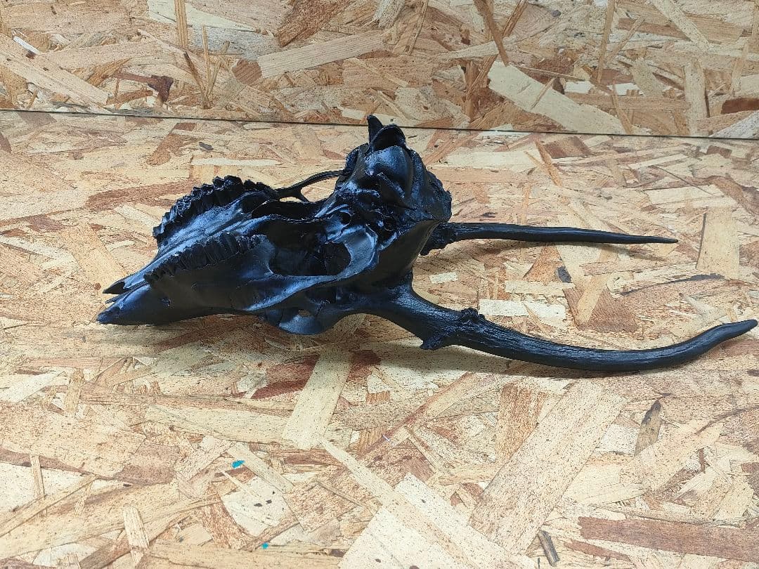 エゾ鹿(ニホンジカ)の頭蓋骨