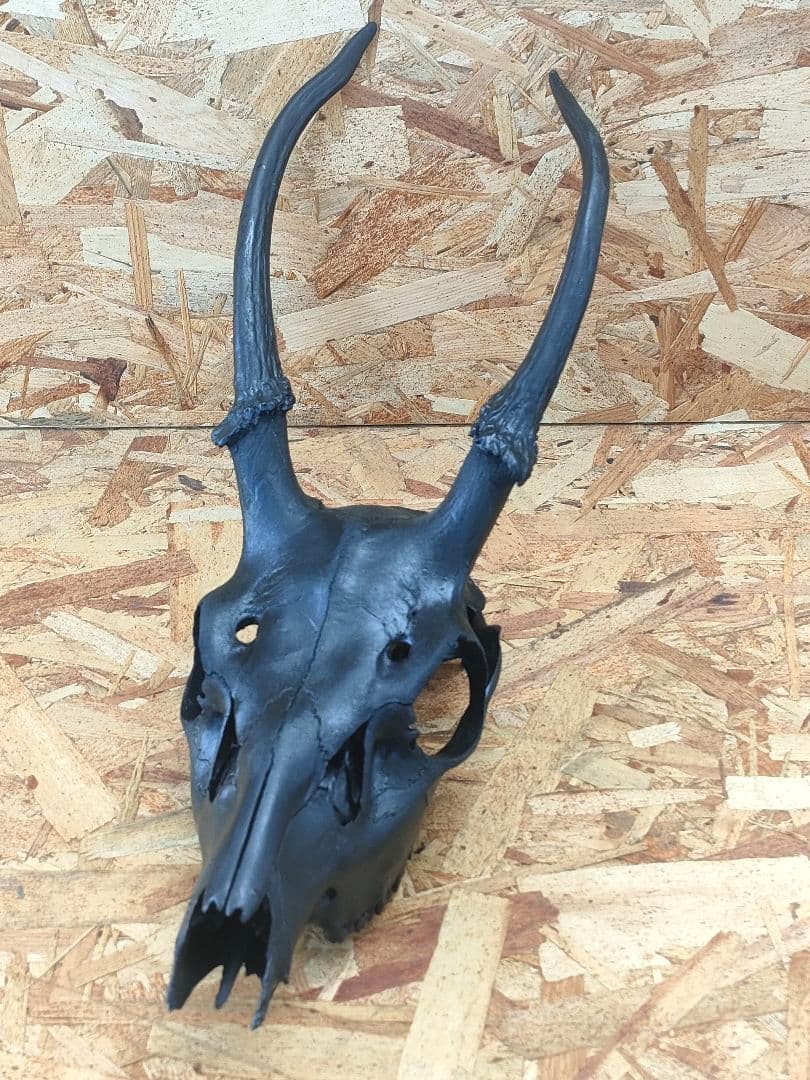 エゾ鹿(ニホンジカ)の頭蓋骨