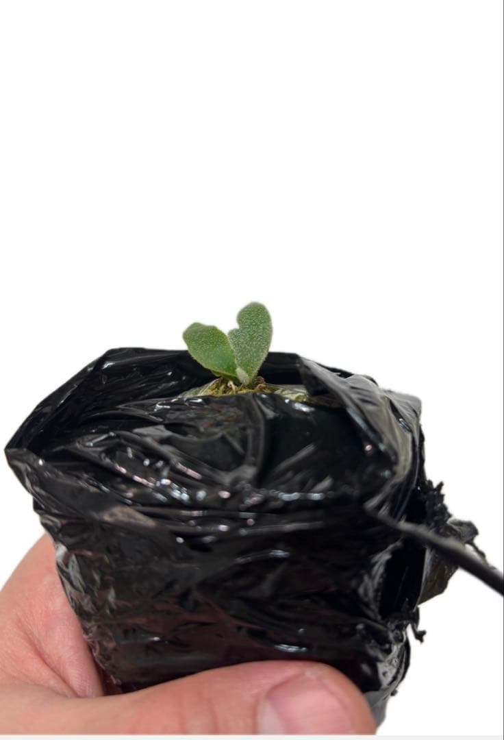 ビカクシダ P.willincki Mew spore