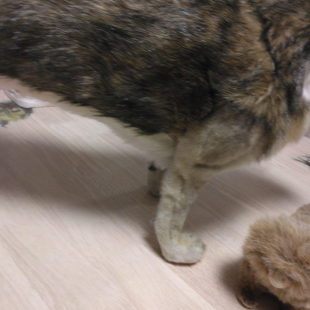 今月のみ✨オオカミのぬいぐるみ