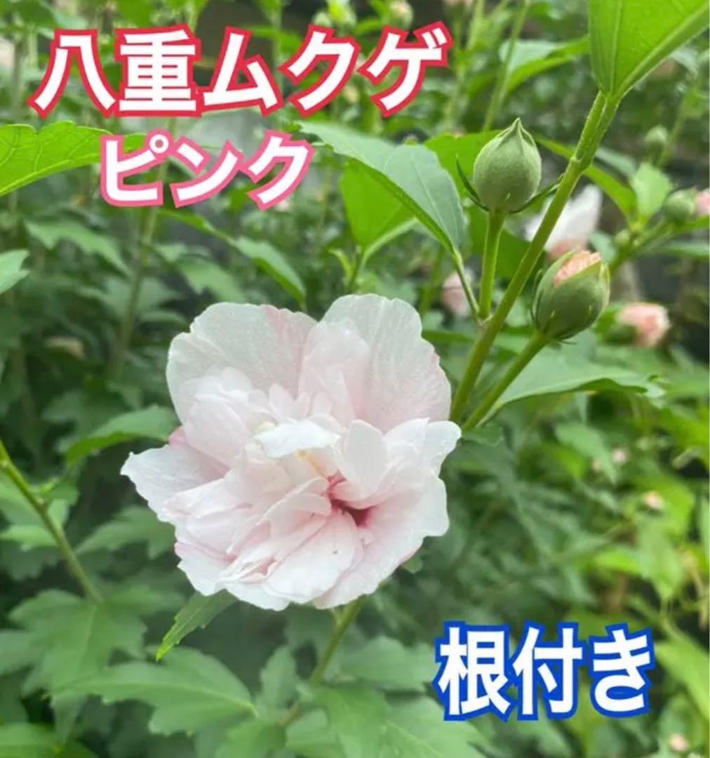 MIKA様　確認用