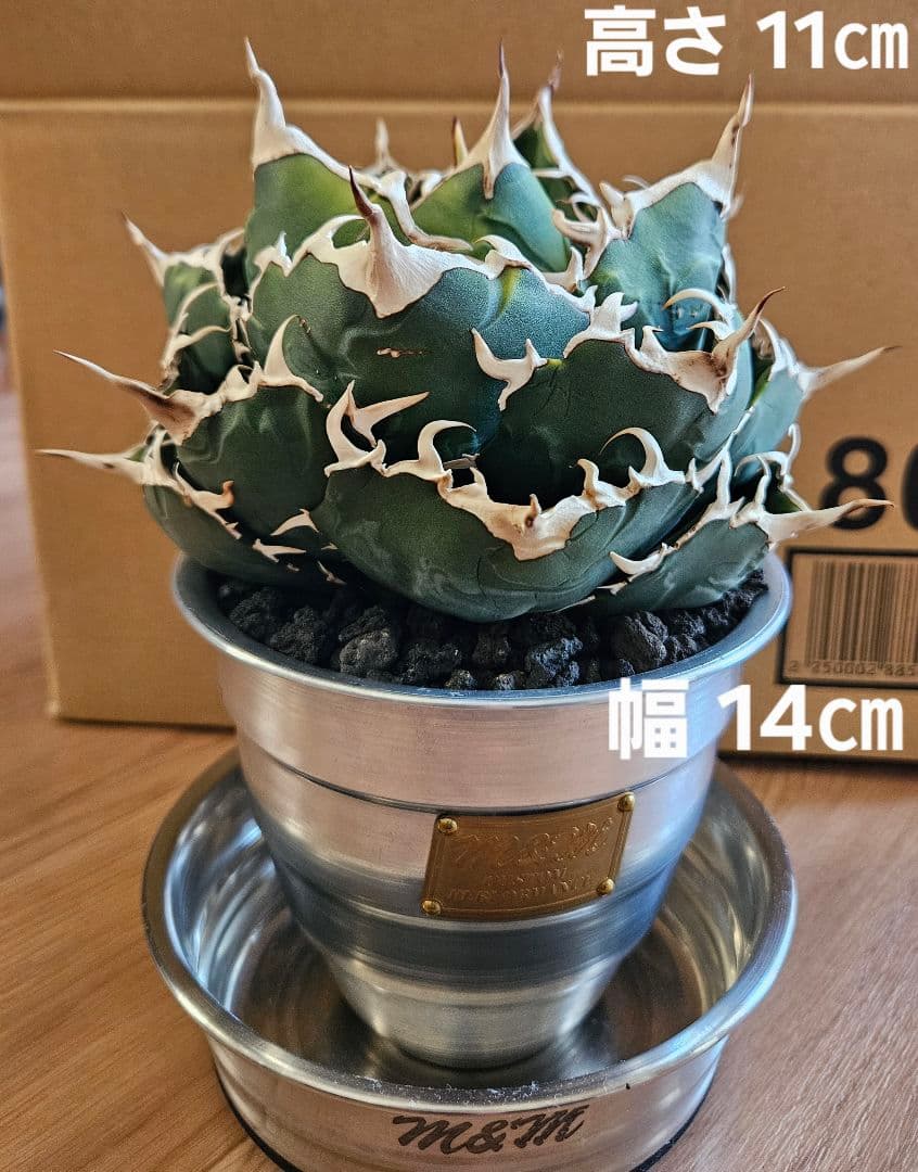 【Agave】白鯨