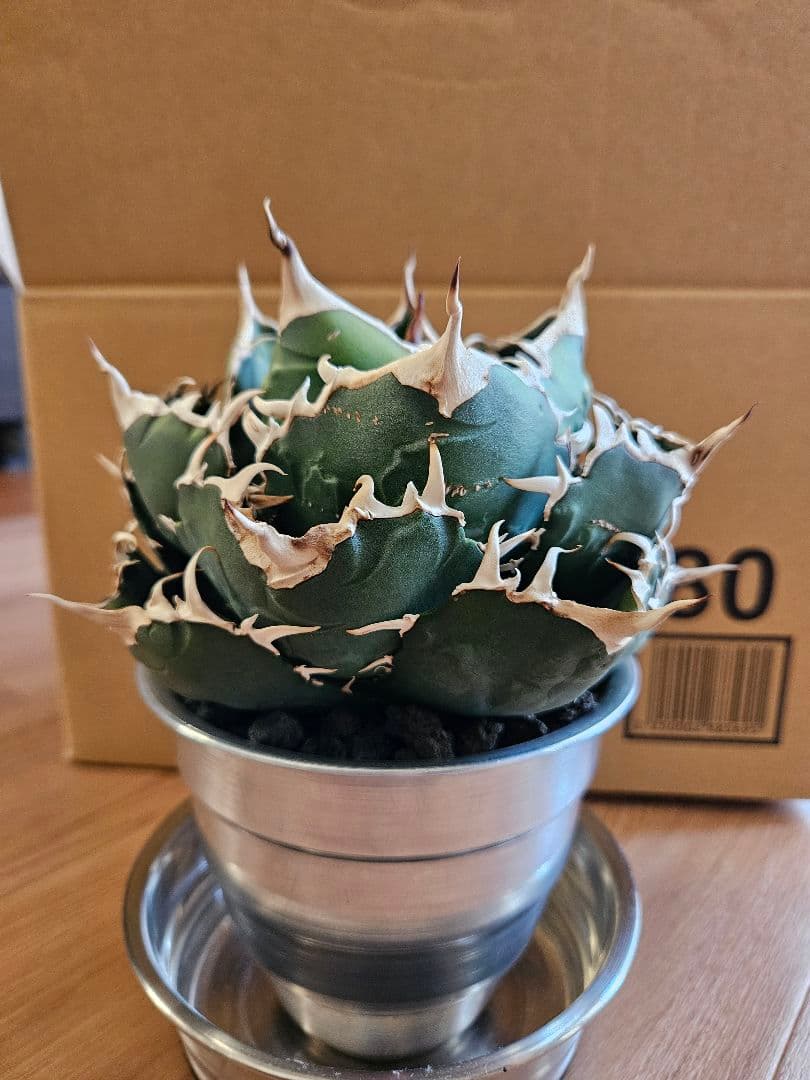 【Agave】白鯨