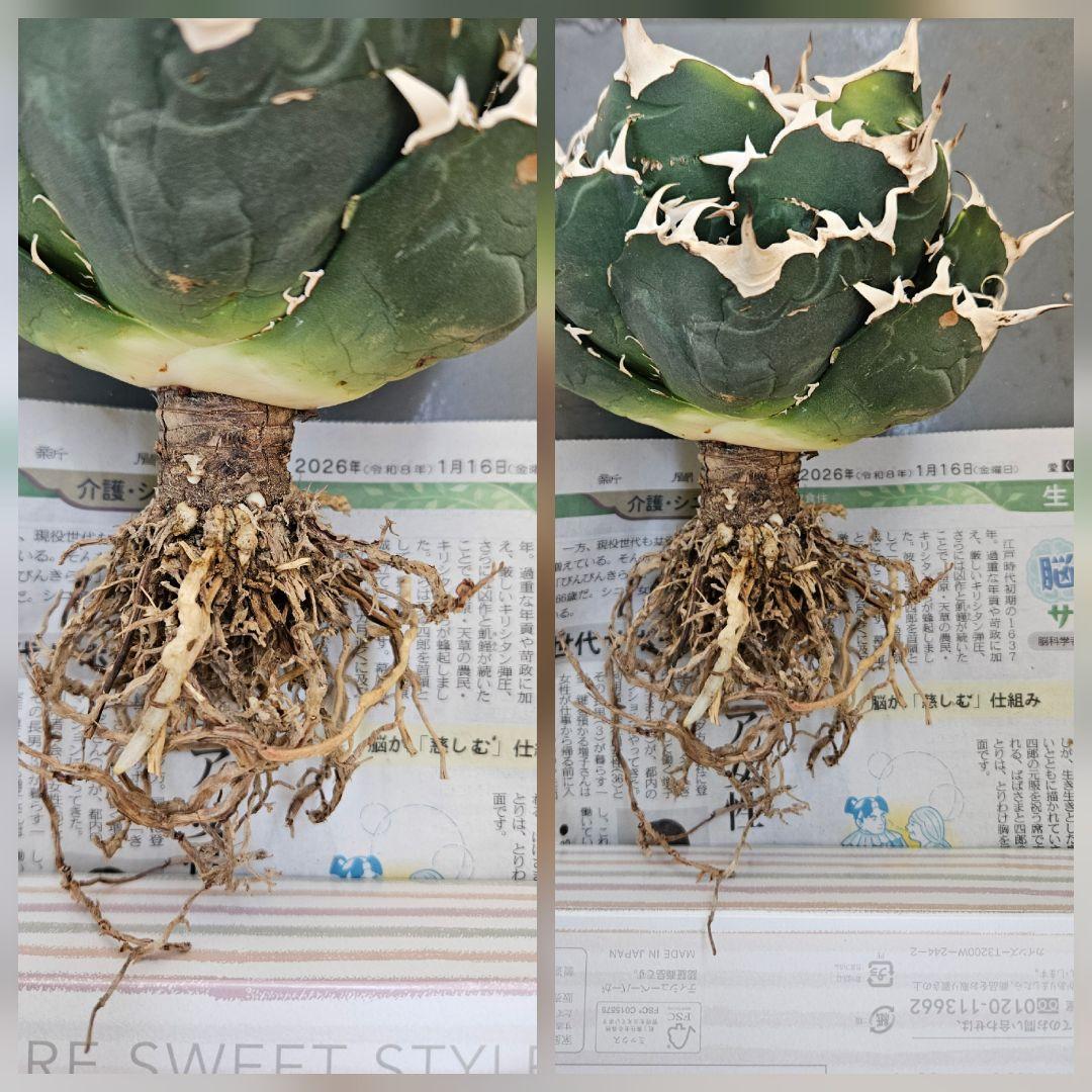 【Agave】白鯨