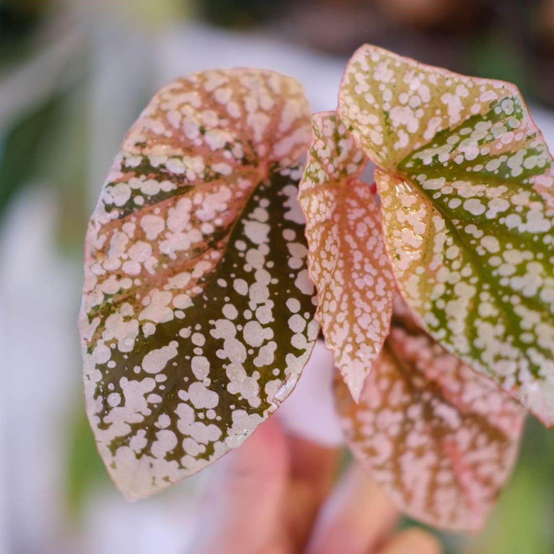 Begonia  Capped Variegata｜ベゴニア