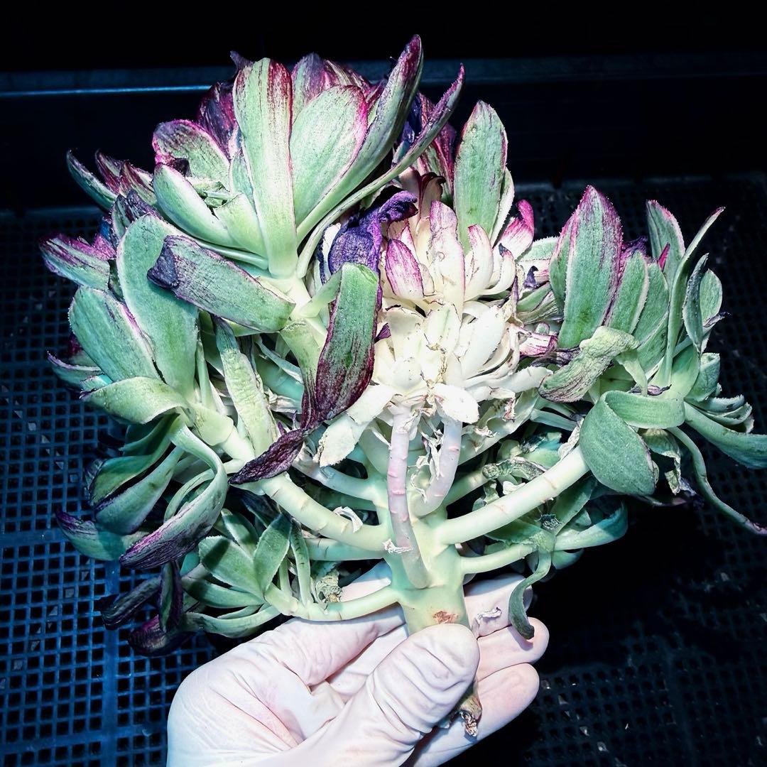 新入荷　超レア新品種　天驕伯爵錦(ブーケ群生) 法師錦　観葉植物