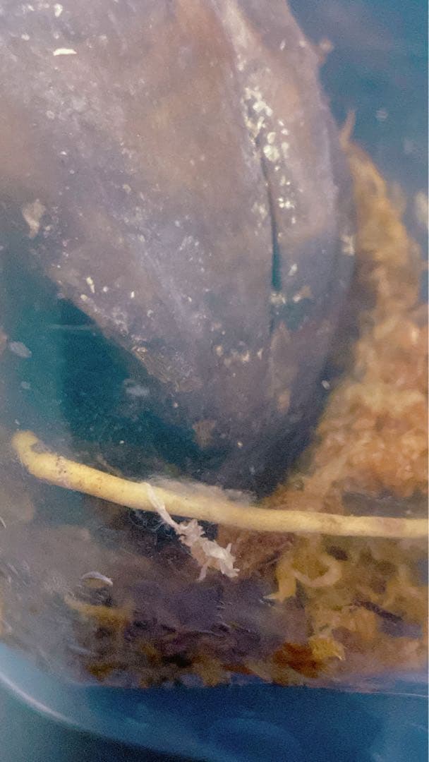 激レア！ ニッパヤシ 椰子 水生植物 発根済み