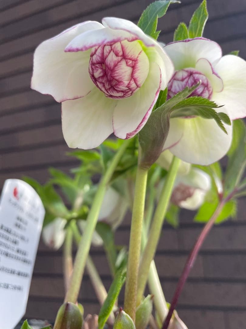 クリスマスローズ　ダブルピコティ　開花株　 花苗　蕾　大株　大苗　野田園芸