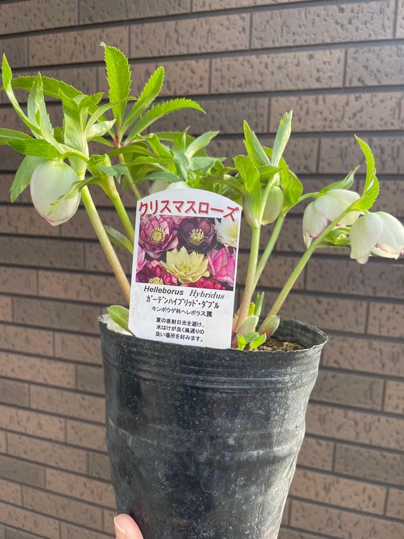 クリスマスローズ　ダブルピコティ　開花株　 花苗　蕾　大株　大苗　野田園芸
