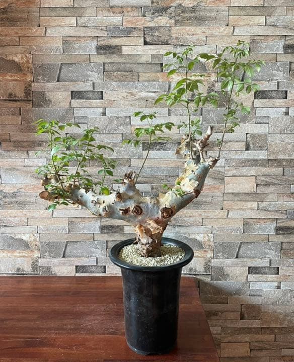 コミフォラ　カタフ　ターカネンシス　灌木　塊根植物　コーデックス
