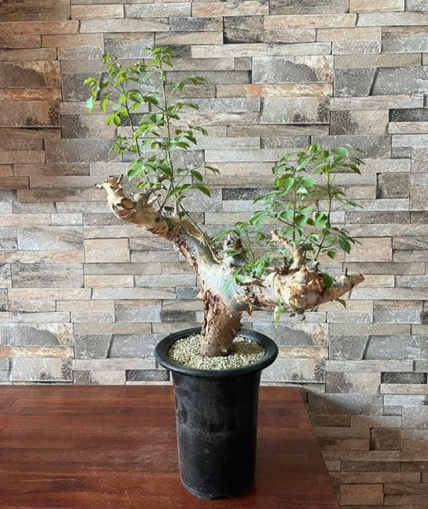 コミフォラ　カタフ　ターカネンシス　灌木　塊根植物　コーデックス