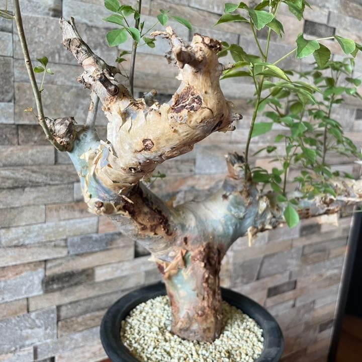 コミフォラ　カタフ　ターカネンシス　灌木　塊根植物　コーデックス