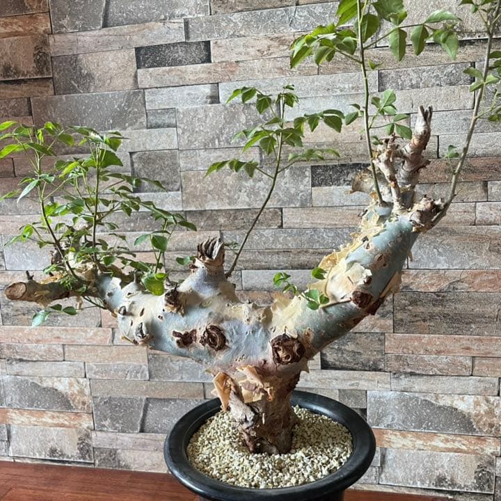 コミフォラ　カタフ　ターカネンシス　灌木　塊根植物　コーデックス