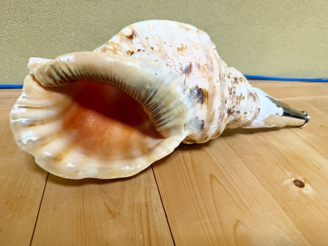 大型肉厚39㎝修験道法螺貝 山伏