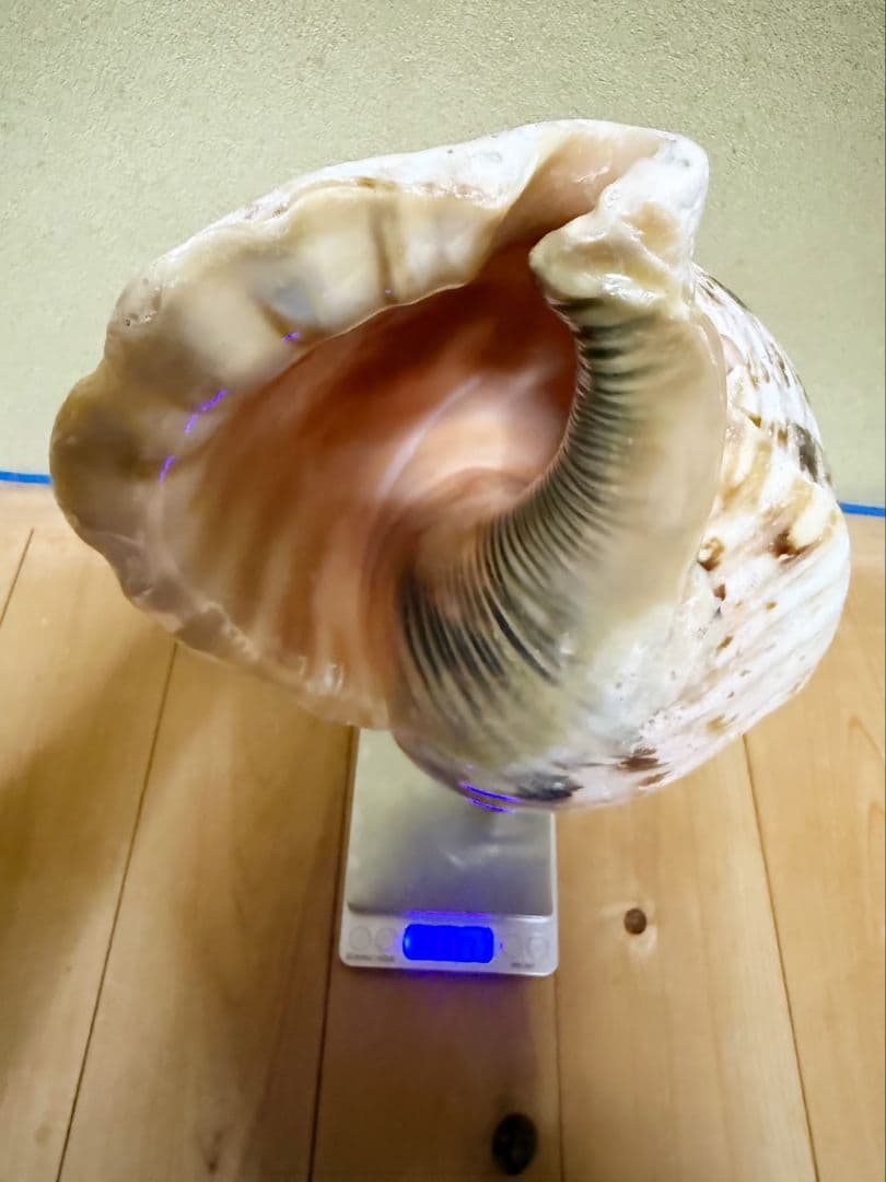 大型肉厚39㎝修験道法螺貝 山伏