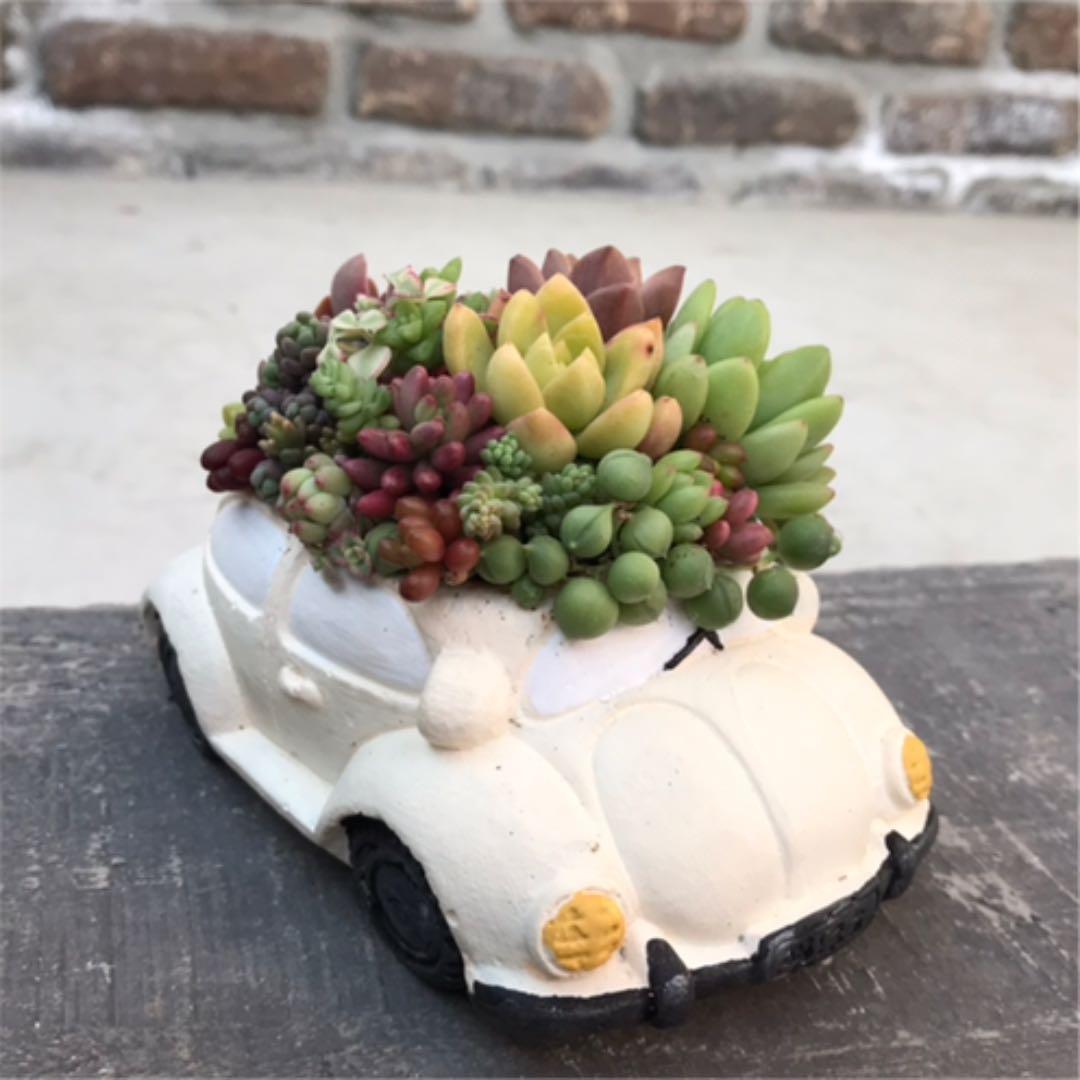 ★多肉 寄せ植え〜flower 29car  white〜★