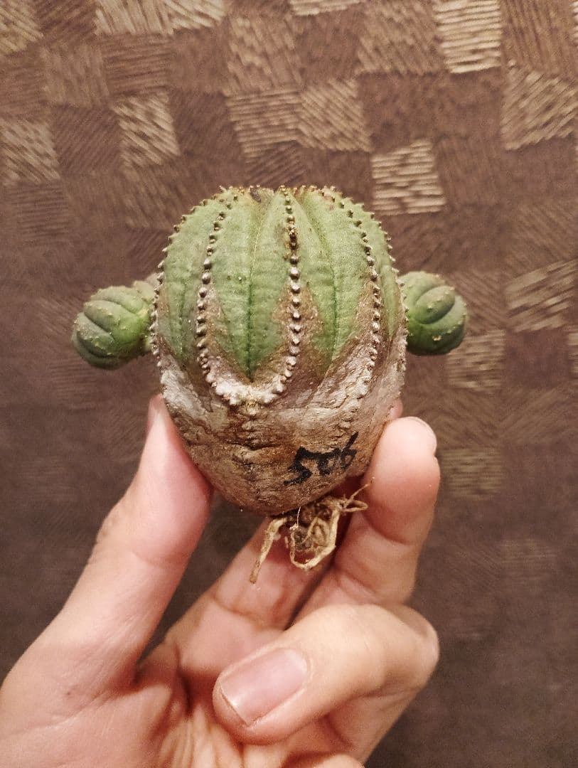 希少 木質化 ユーフォルビア オベサ 斑入り子株付き