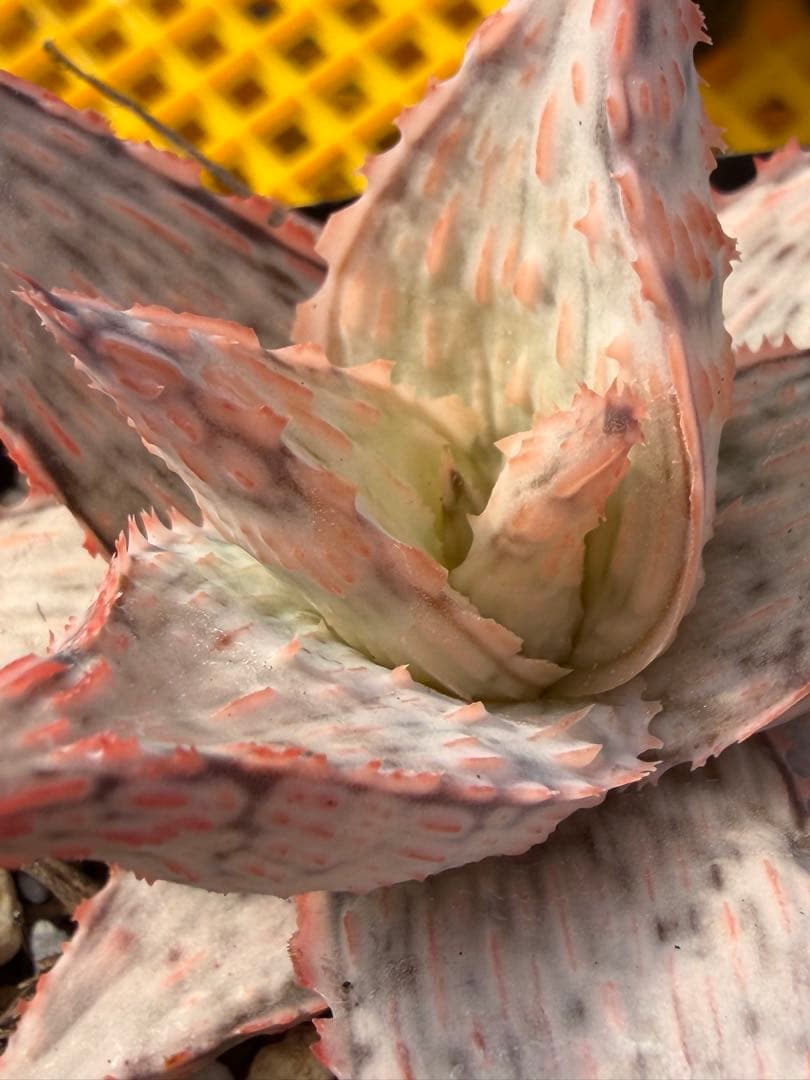 アロエ　ハイブリッド　Aloe hybrid 第四種　Fe−2