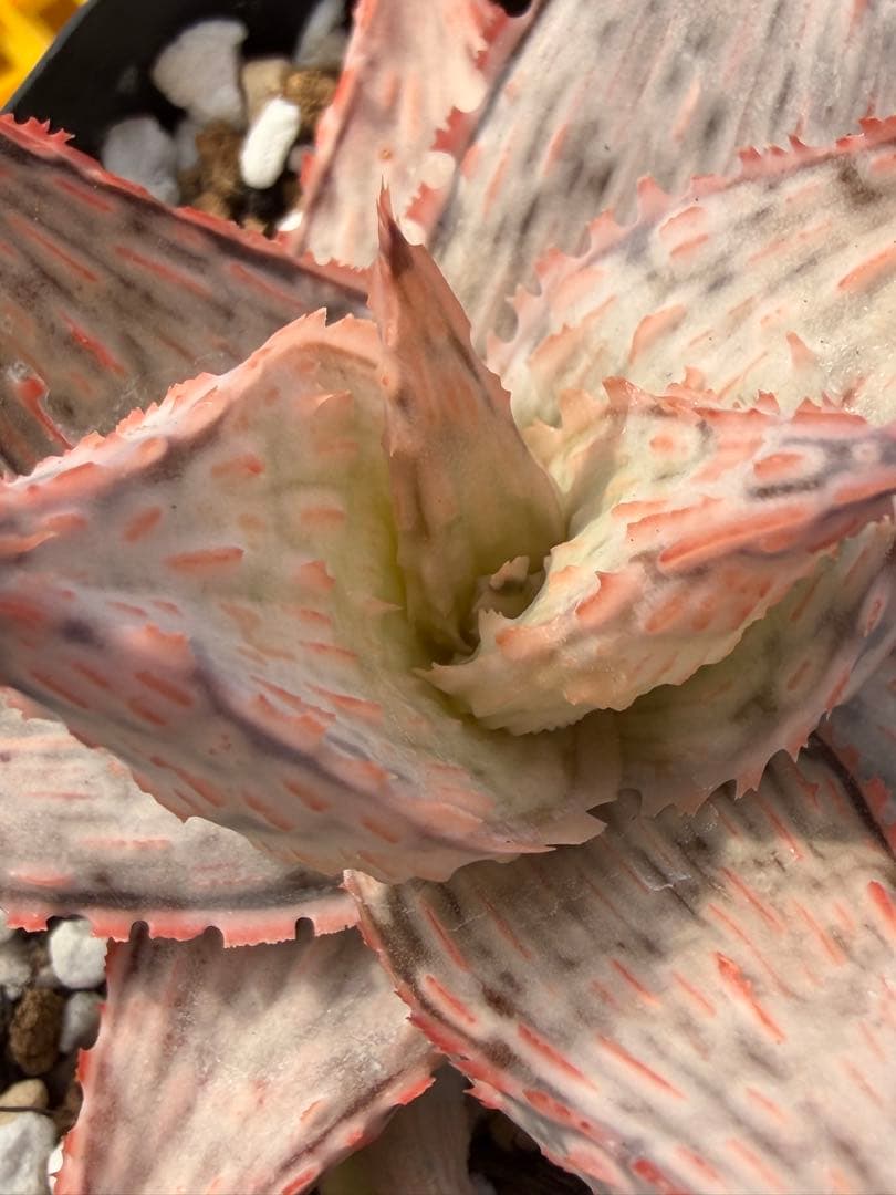 アロエ　ハイブリッド　Aloe hybrid 第四種　Fe−2