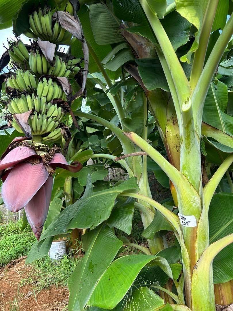 糖度の鬼◆110㎝◆スーパー・ドワーフ=キングナムワ。バナナ苗◆耐寒強、関東露地