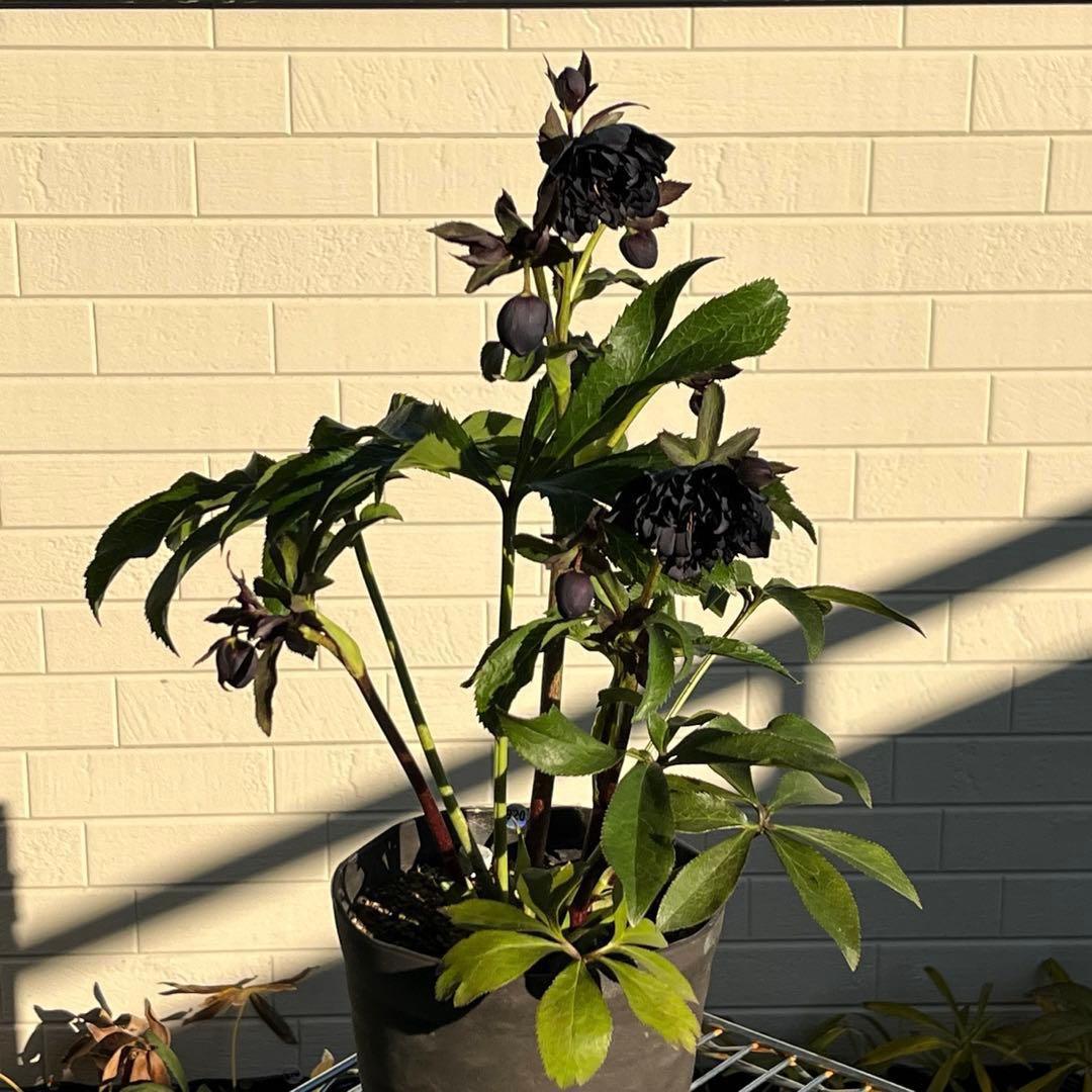 ｍ*a様 3583☘️蕾花付き☘️⭐️真黒⭐️小輪⭐️超多弁⭐️広瀬園芸⭐️