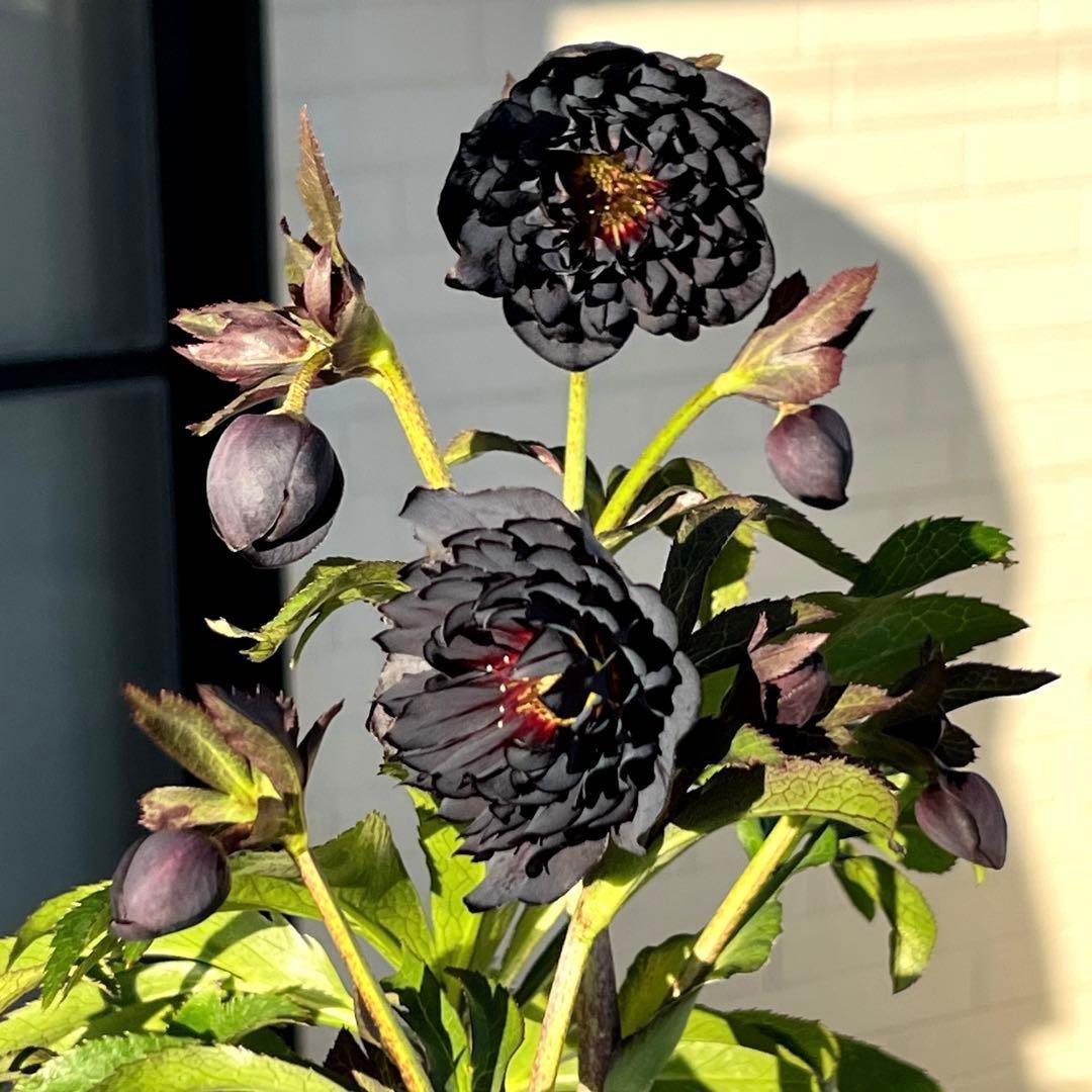 ｍ*a様 3583☘️蕾花付き☘️⭐️真黒⭐️小輪⭐️超多弁⭐️広瀬園芸⭐️