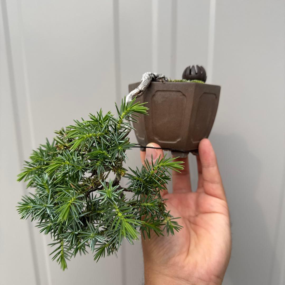 盆栽 杜松 懸崖 小品盆栽