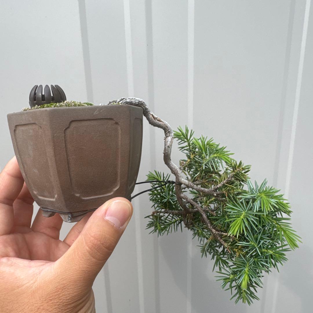 盆栽 杜松 懸崖 小品盆栽