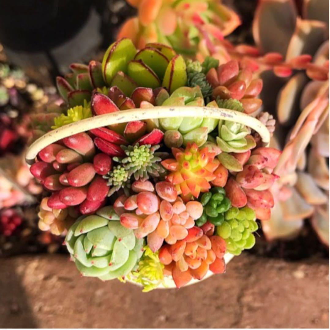 ★多肉植物　寄せ植え〜ブリキピック寄せ〜そのまま飾れます(*≧∀≦*)★