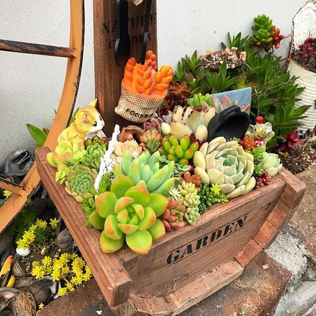 ★多肉植物　寄せ植え〜食いしん坊にゃんこのキッチン風寄せ〜★