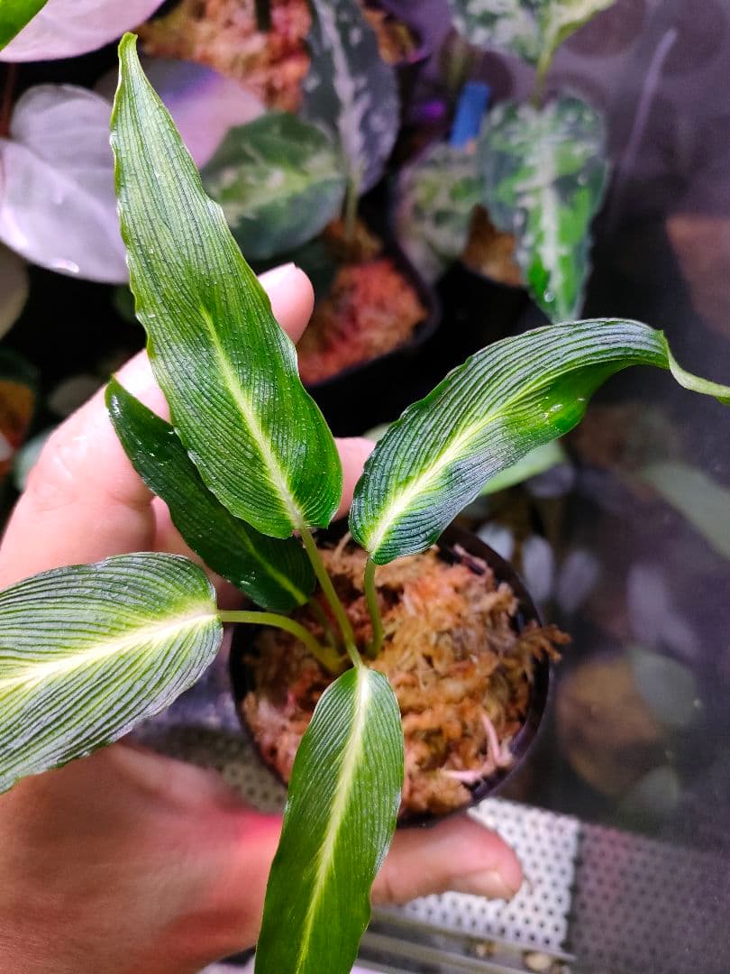 LA便 Homalomena sp.Papua【LA0021-05z】ホマロメナ