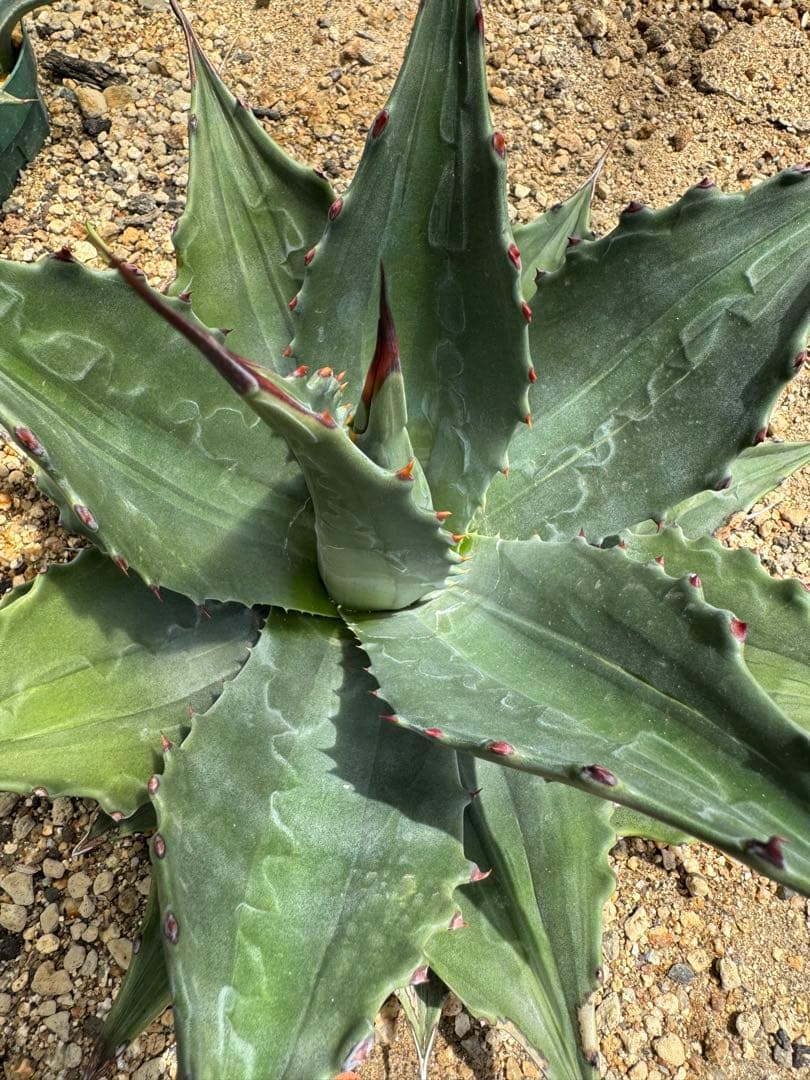 フラワー・ガーデニング Agave montana 'Lime Flash' 67