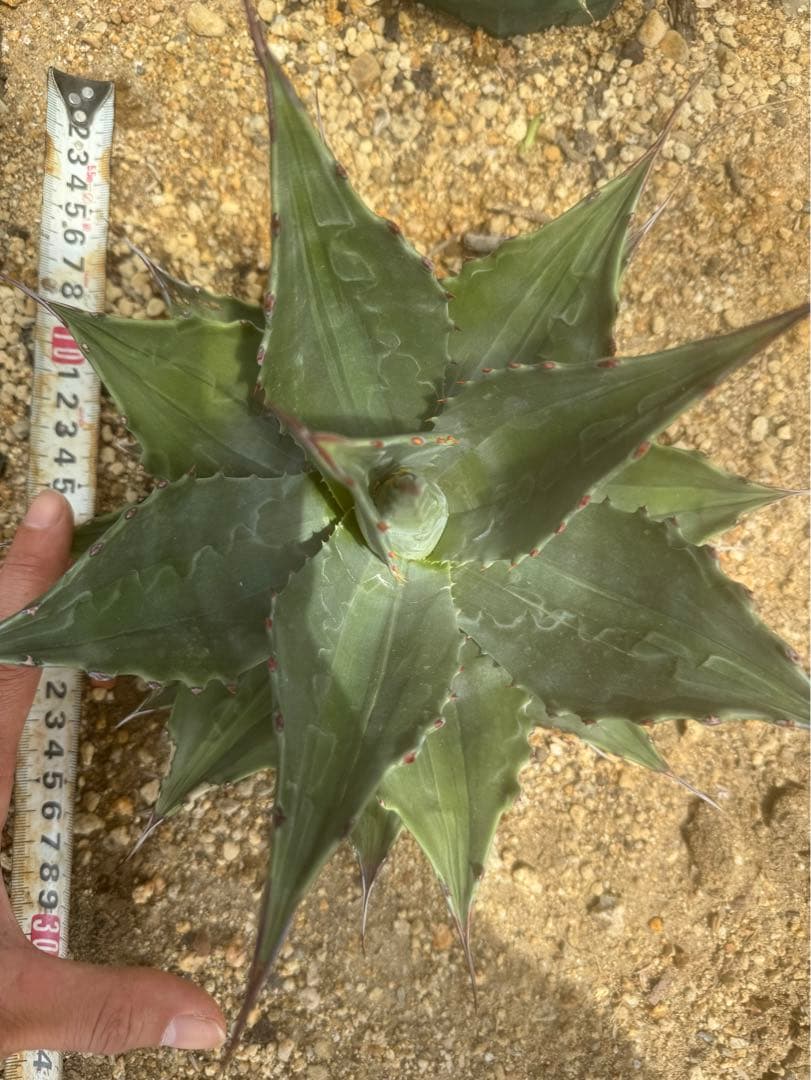 フラワー・ガーデニング Agave montana 'Lime Flash' 67